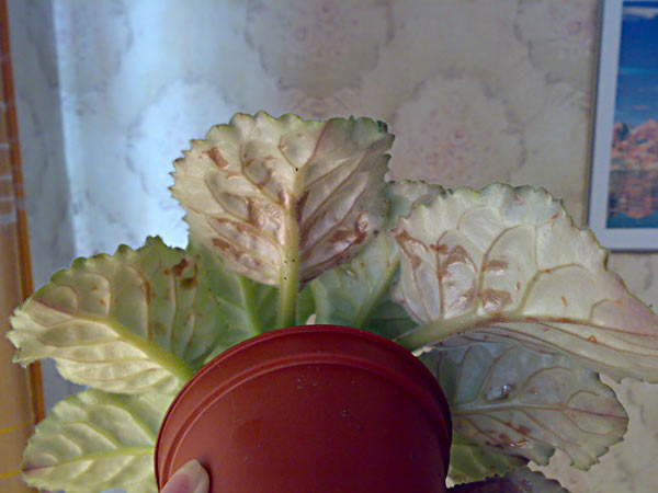 бактериоза