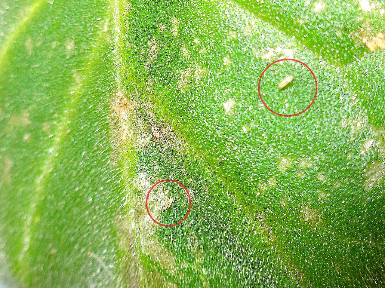 дребно насекомо вредител