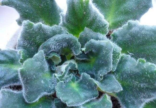 Кърлежи на теменужка