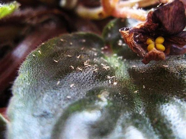 листна въшка