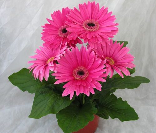 gerbera
