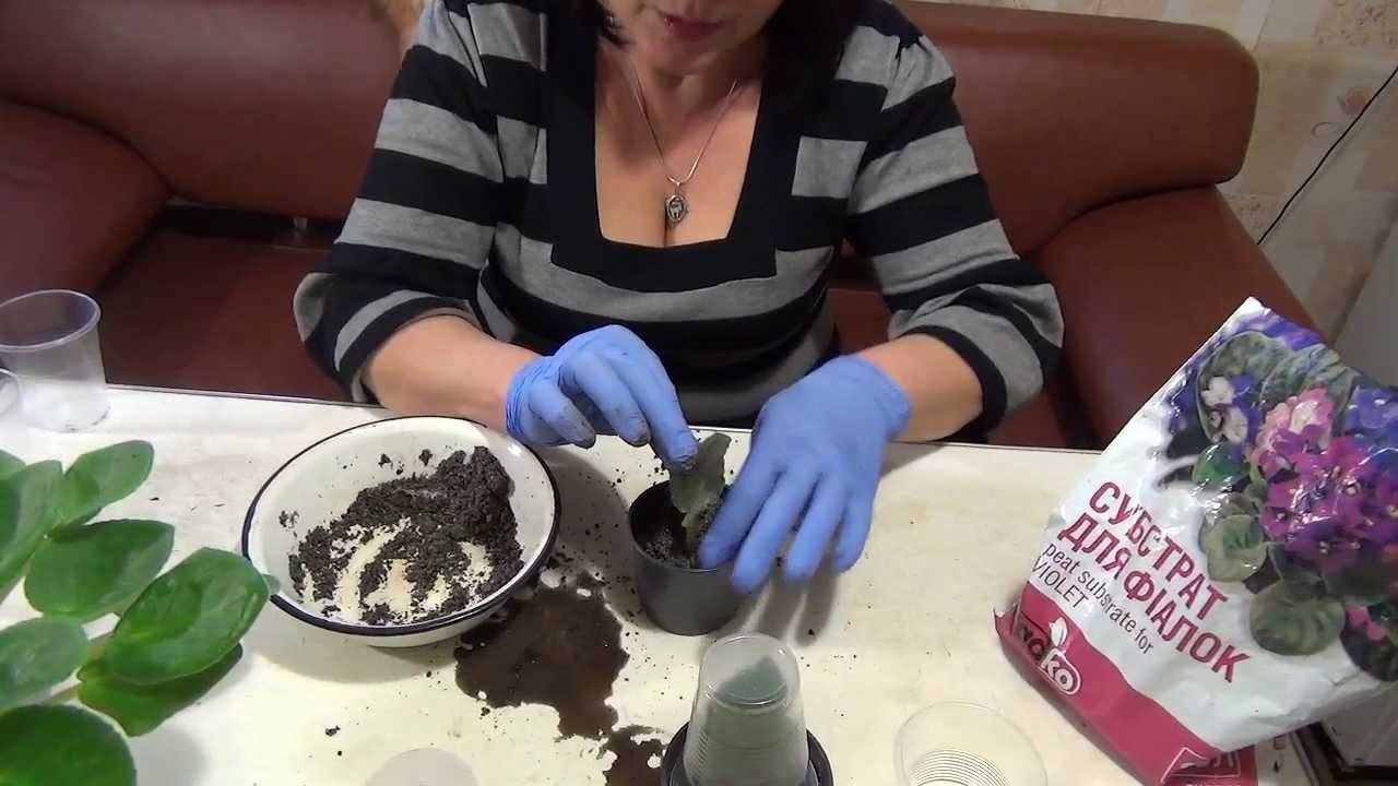 репродукция