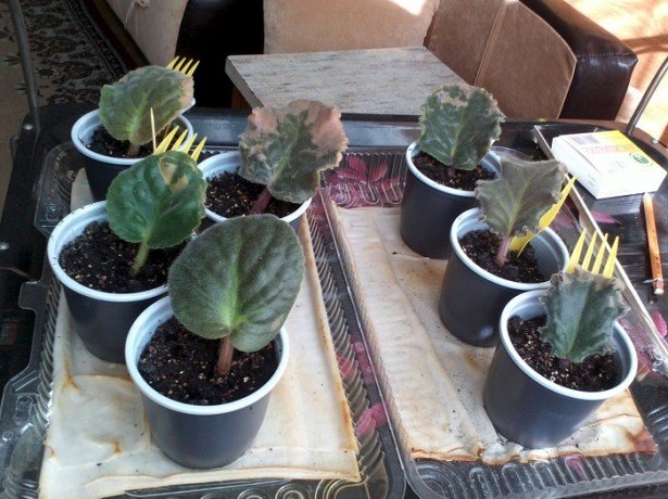 репродукция