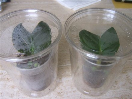 репродукция