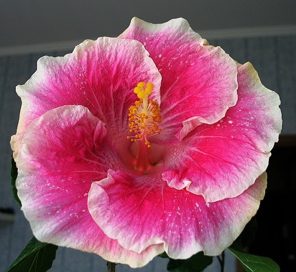 Кармен Кийн