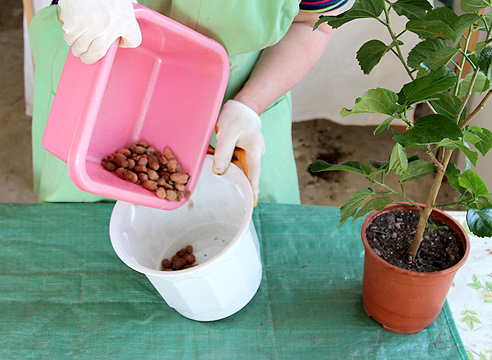 трансплантация