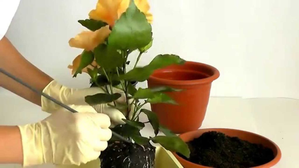 трансплантация