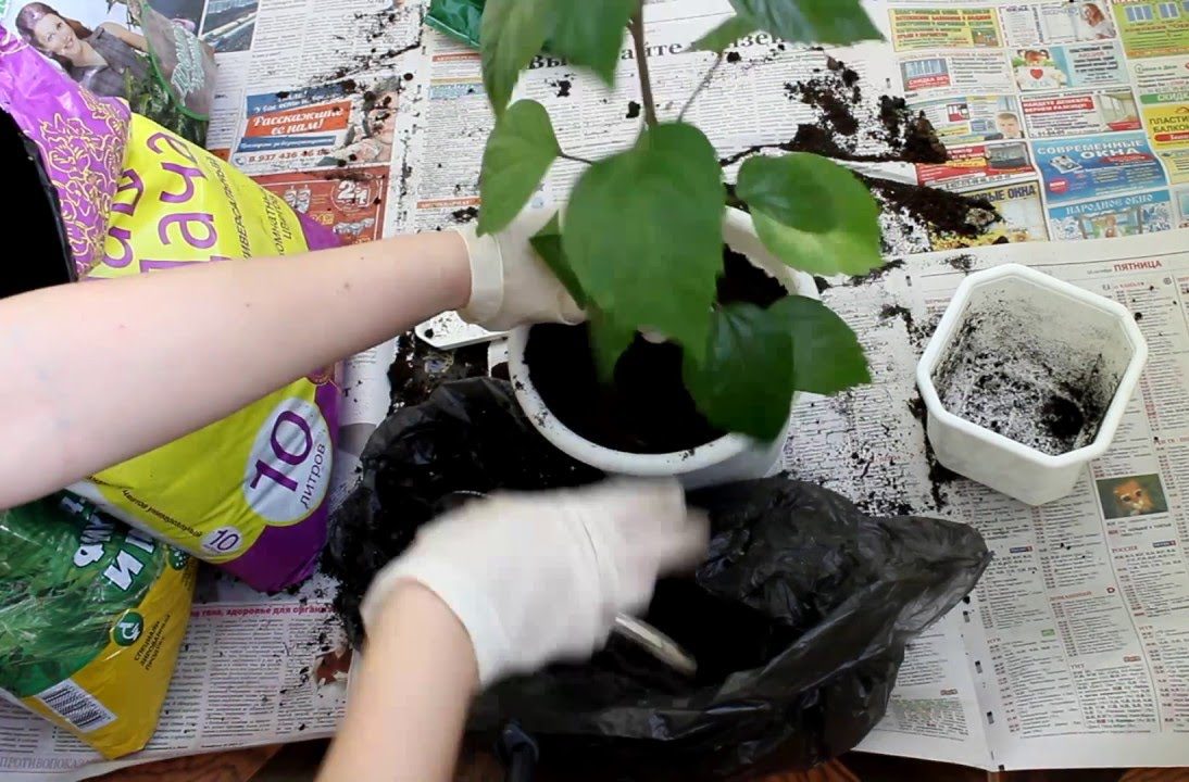 трансплантация