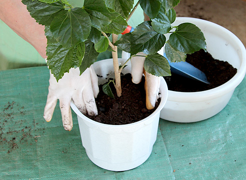 трансплантация