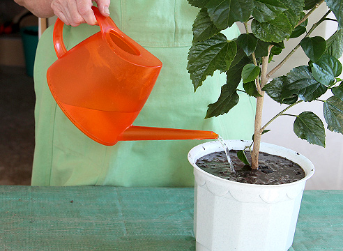 трансплантация