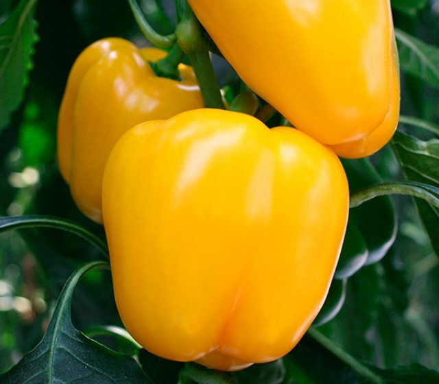 מזל שור הזהב