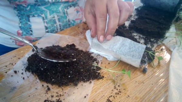 Прахова коренова система