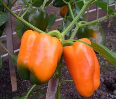 Oranžinis stebuklas