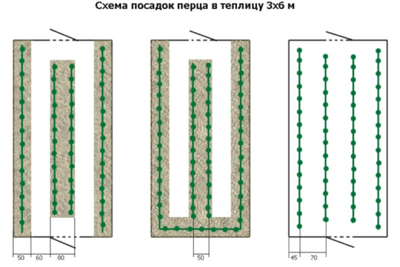Pipirų sodinimo šiltnamyje schema