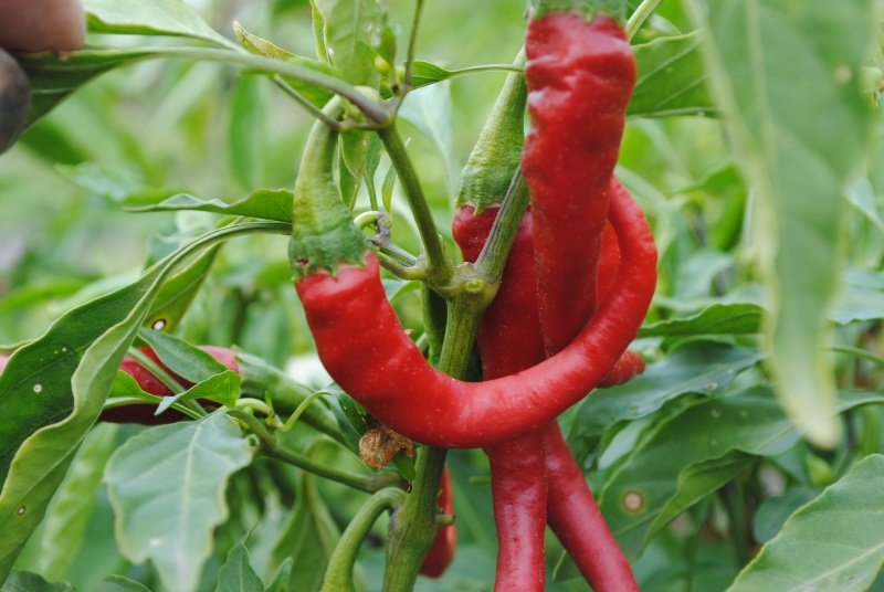 Драконов език