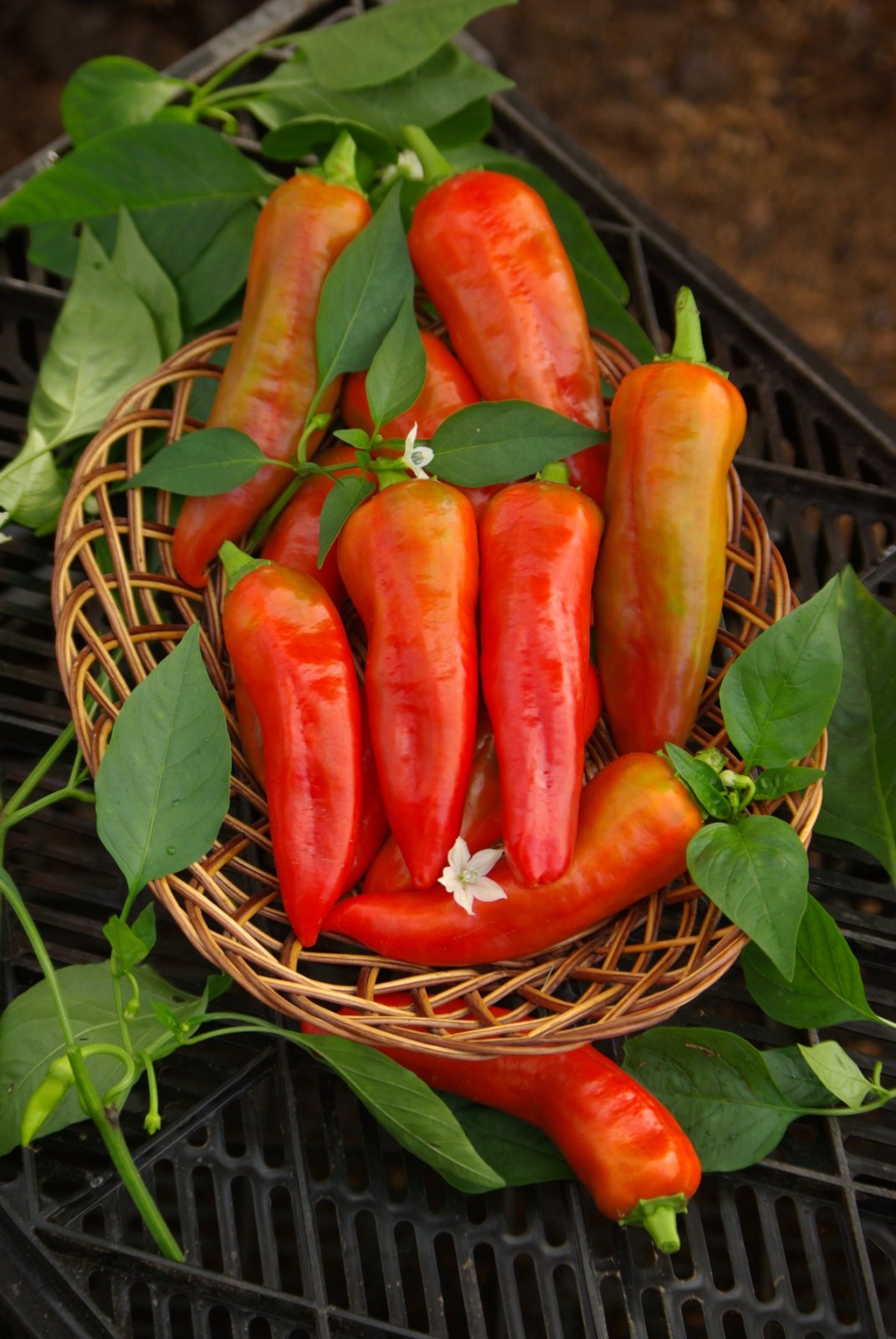 Червена мазнина