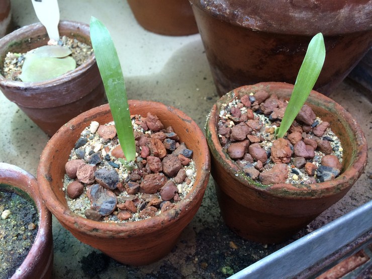 Bromeliados dauginimas