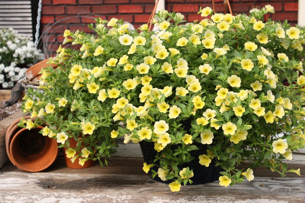 Calibrachoa