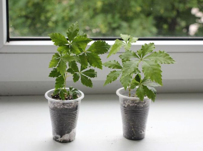 Nhân giống bằng giâm cành