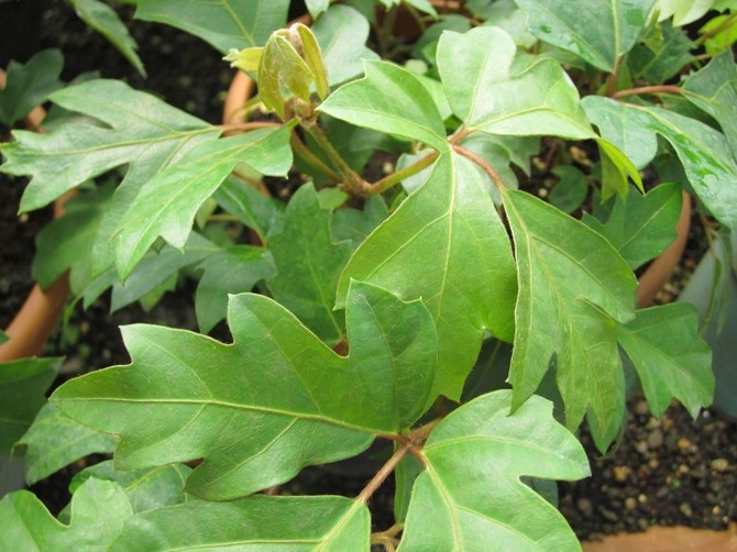 Cissus