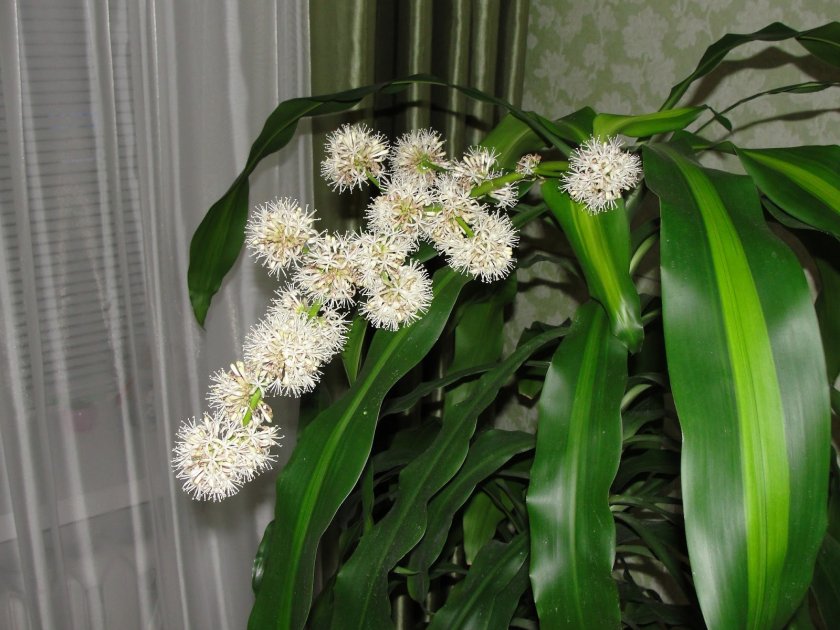 דראקנה סנדר פורחת