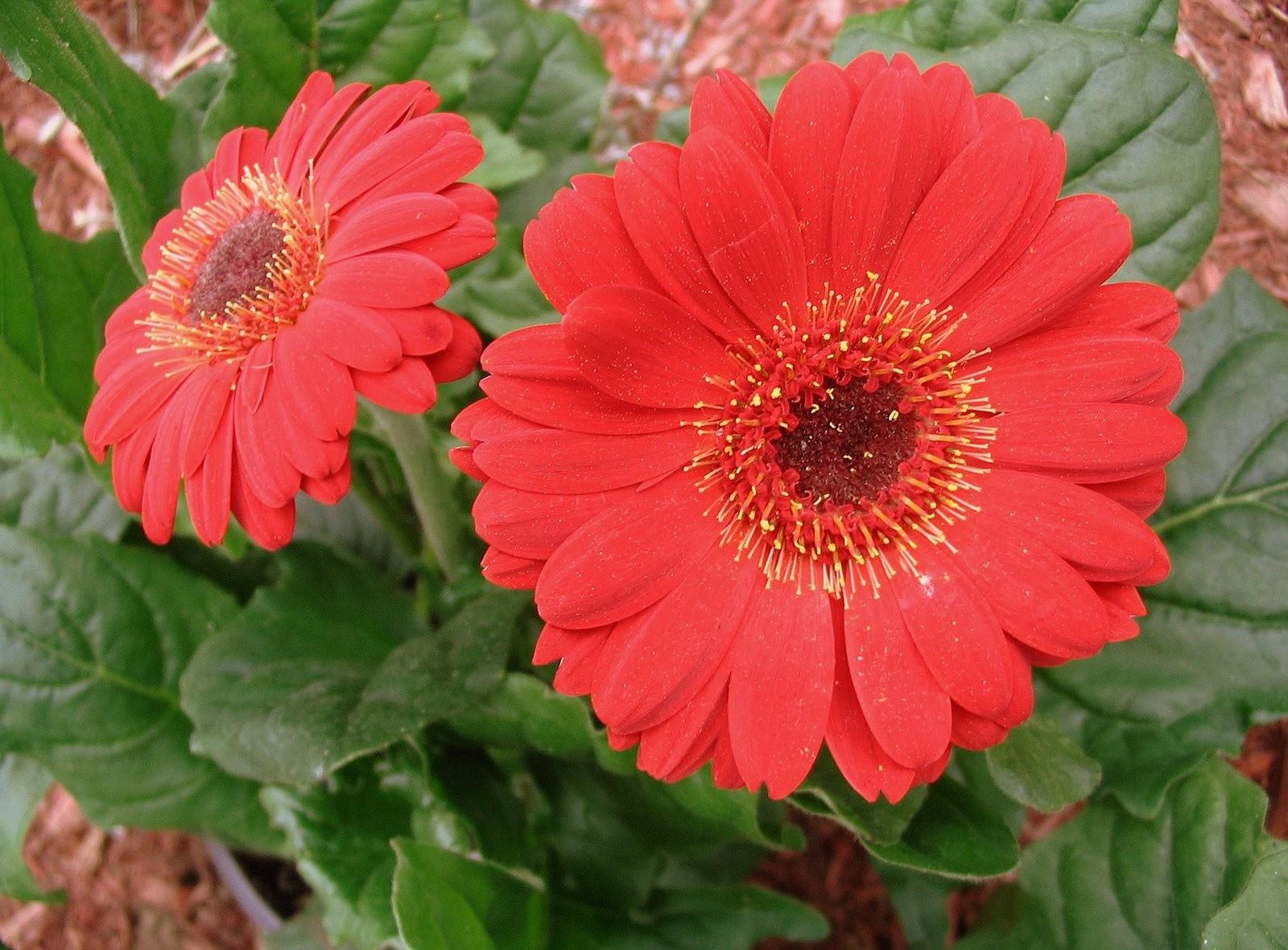 gerbera