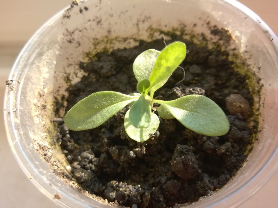 Hạt giống Calibracha