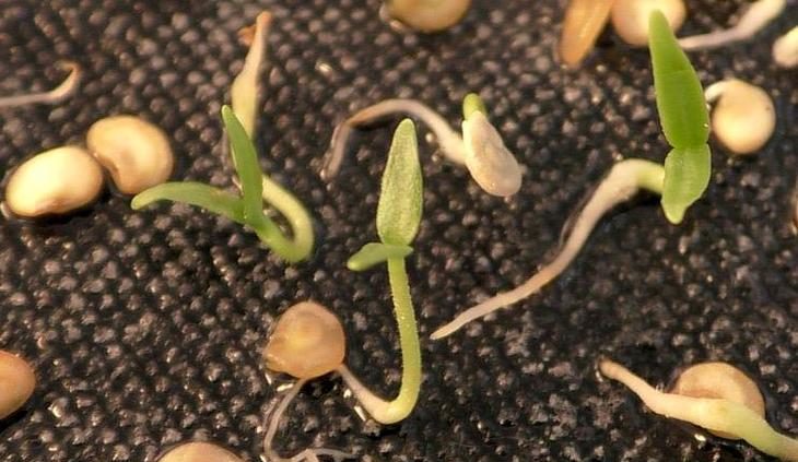 Покълване на семената