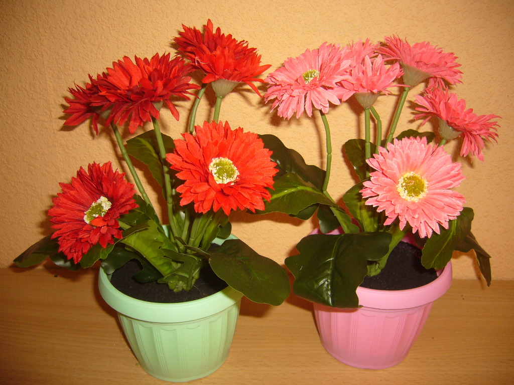 gerbera