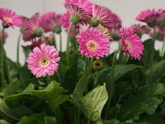 gerbera