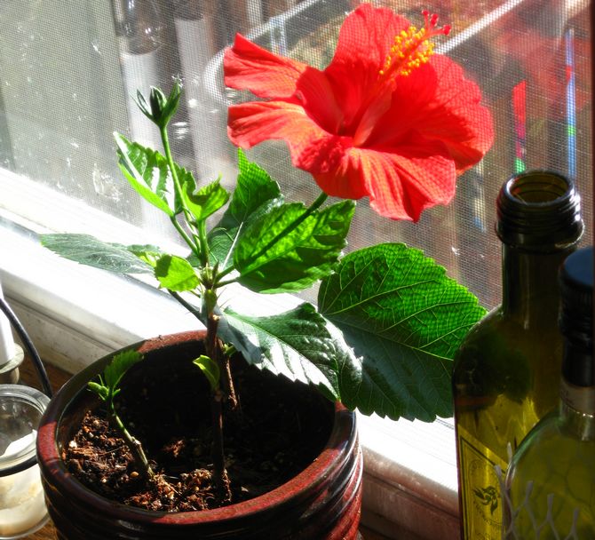 осветление