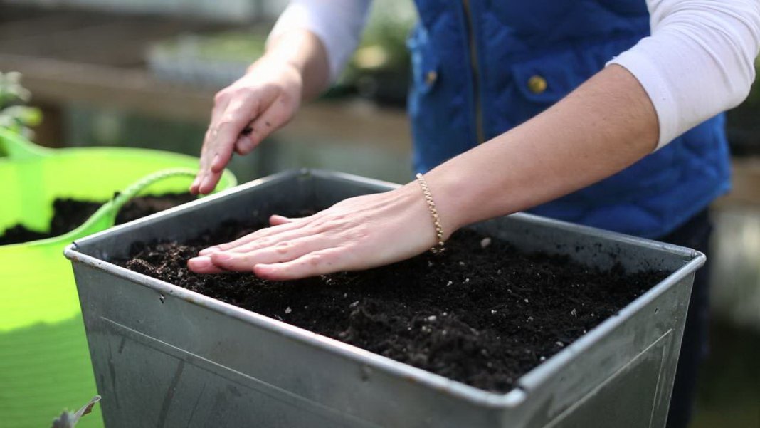 Pepper sowing soil