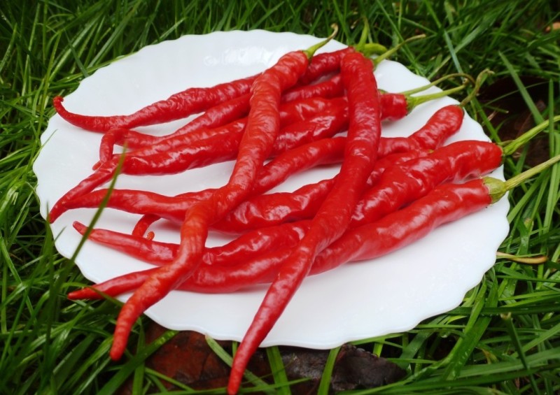 много лют червен пипер