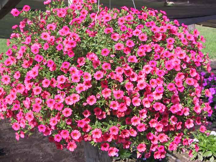 Calibrachoa