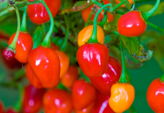 Trinidadas maža vyšnia