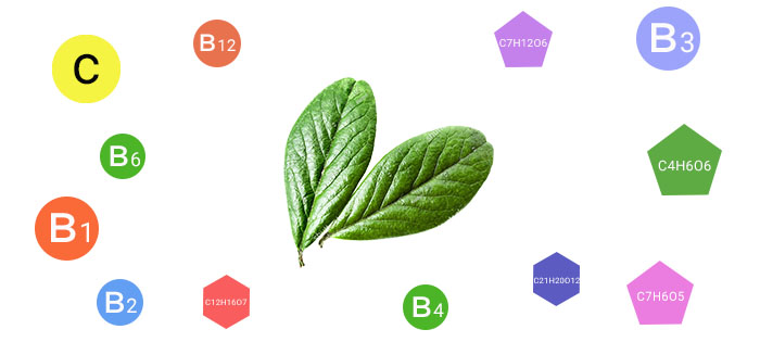 Витамини в листата на ягода