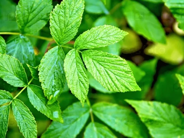 Противопоказания за употребата на листа от малина