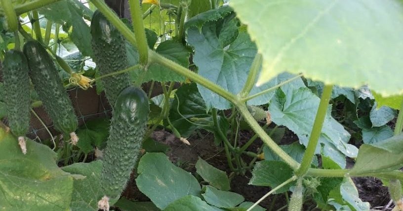 краставици