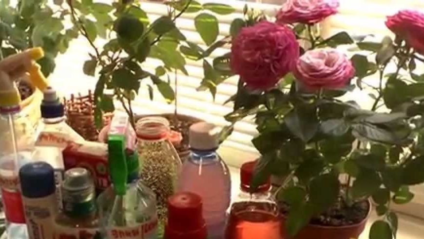 חבישה עליונה