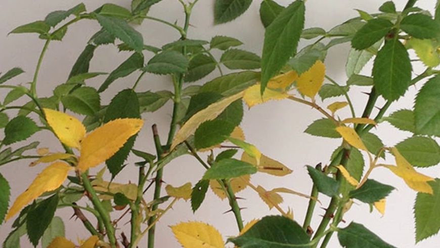 עלים מצהיבים