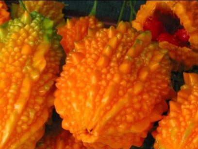 dưa chuột ấn độ