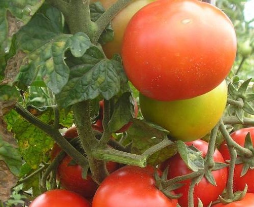 червени домати