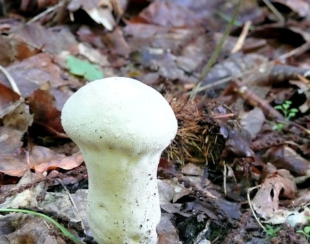Amanita White