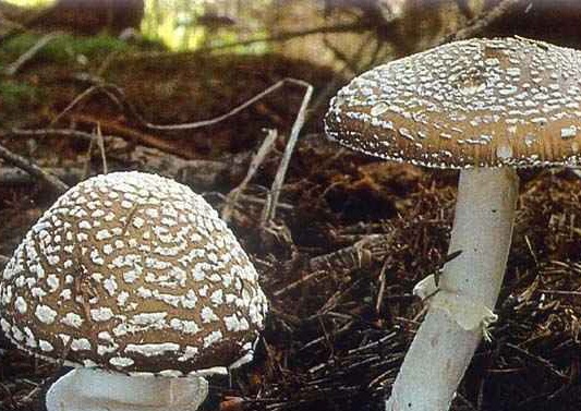 Amanita panter