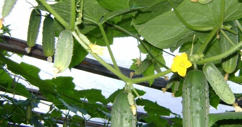 краставици