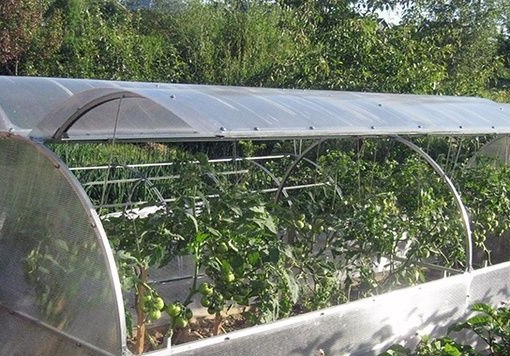 оранжерия пеперуда