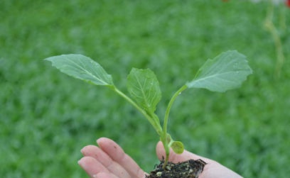 bắp cải Trung Quốc