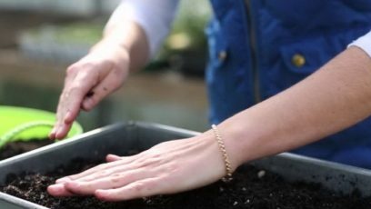 bắp cải Trung Quốc