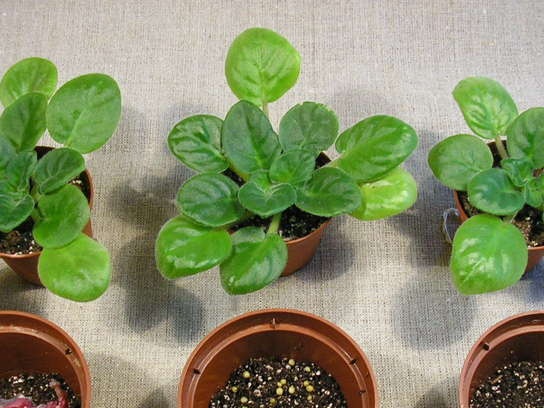 Paruošti persodinimo indai