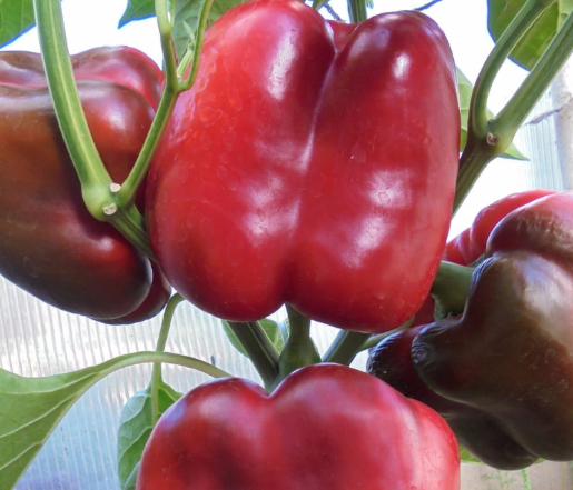 Добър човек